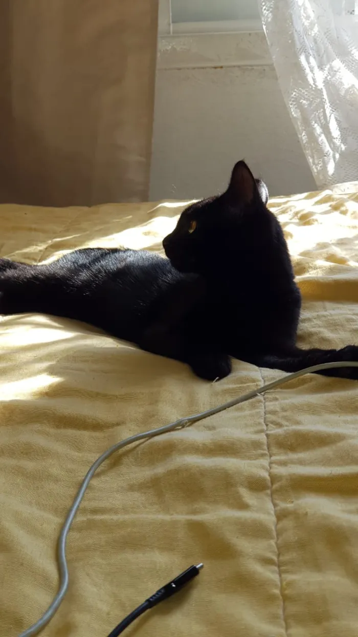Gato ra a Srd idade Abaixo de 2 meses nome Jujuba