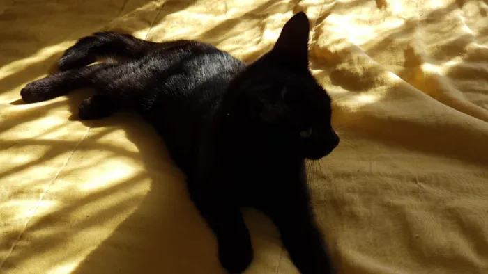 Gato ra a Srd idade Abaixo de 2 meses nome Jujuba