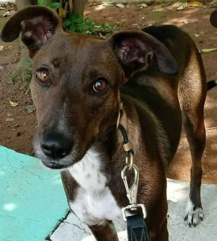 Cachorro ra a SRD idade 2 anos nome CACAU