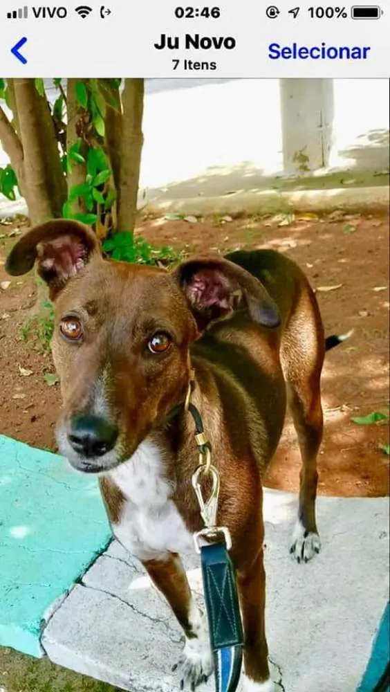 Cachorro ra a SRD idade 2 anos nome CACAU