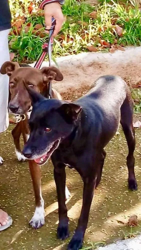 Cachorro ra a SRD idade 2 anos nome CACAU