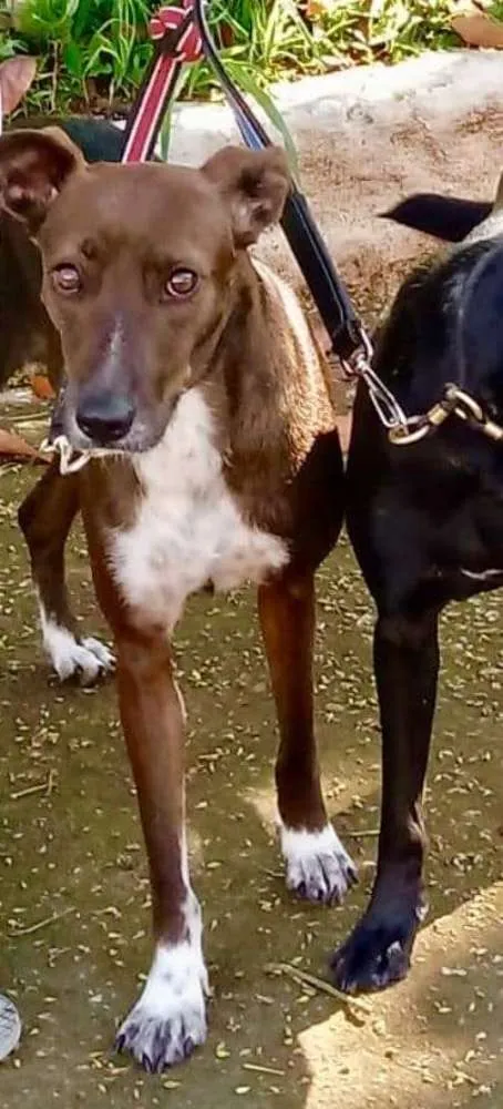Cachorro ra a SRD idade 2 anos nome CACAU