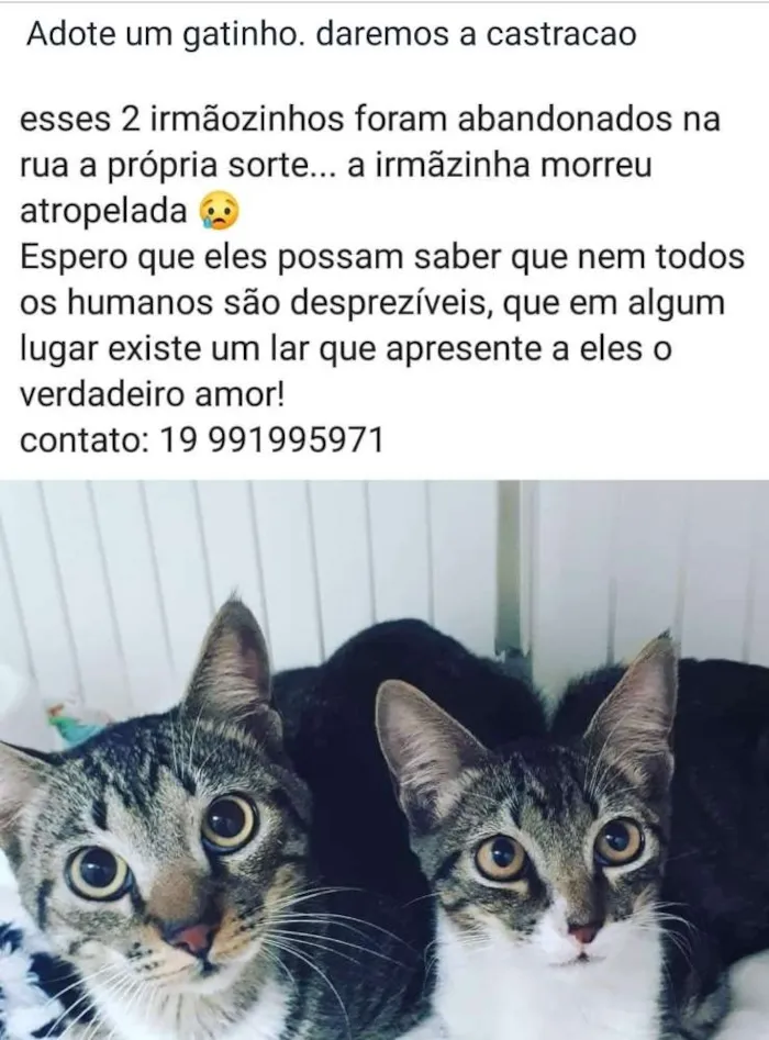 Gato ra a srd idade 2 a 6 meses nome Tony 