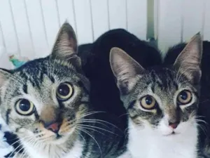 Gato raça srd idade 2 a 6 meses nome Tony 