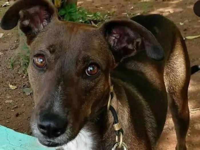 Cachorro ra a SRD idade 2 anos nome CACAU