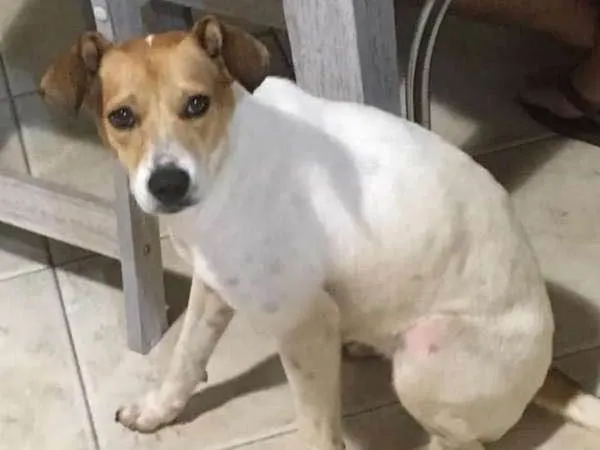 Cachorro ra a Sem Raça Definida idade 1 ano nome Fiora