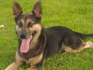 Cachorro ra a Misto-Pastor idade 1 ano nome Ferrugem