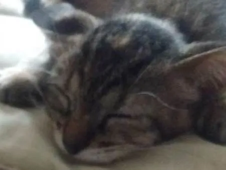 Gato ra a Srd idade Abaixo de 2 meses nome Sem nome