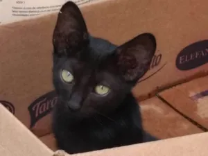 Gato raça Srd idade 2 a 6 meses nome Serena