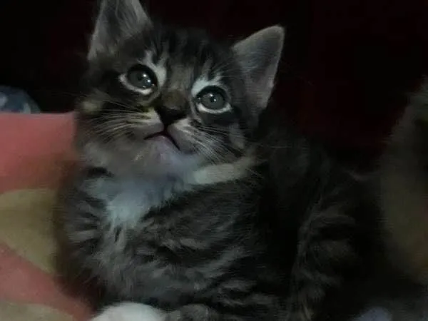 Gato ra a SRD idade 2 a 6 meses nome Gatinhos Filhotes