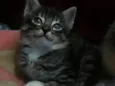 Gatinhos Filhotes