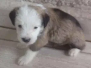 Cachorro raça Sem Raça Definida idade Abaixo de 2 meses nome Não demos nome