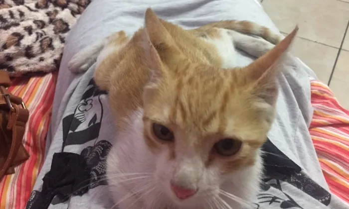 Gato ra a Não definida idade 2 a 6 meses nome Mordecai