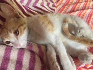 Gato raça Não definida idade 2 a 6 meses nome Mordecai