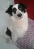 Saily