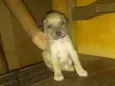 Amigo