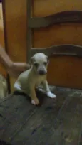 Amigo