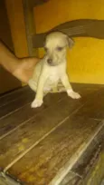 Amigo