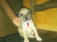 Toby