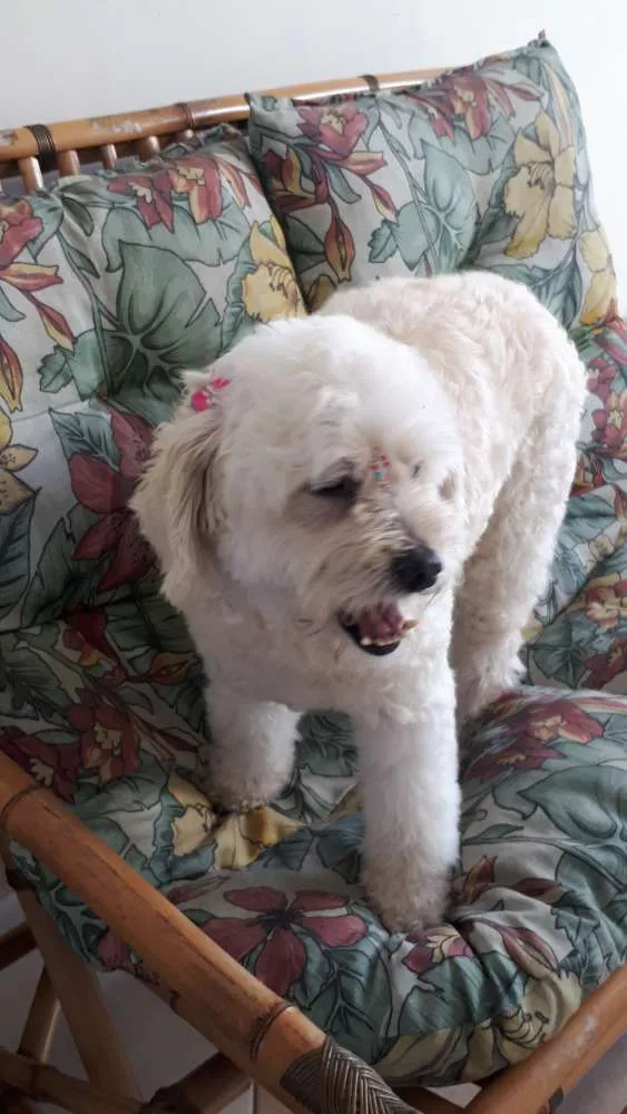 Cachorro ra a Poodlle idade 6 ou mais anos nome SAPEKA