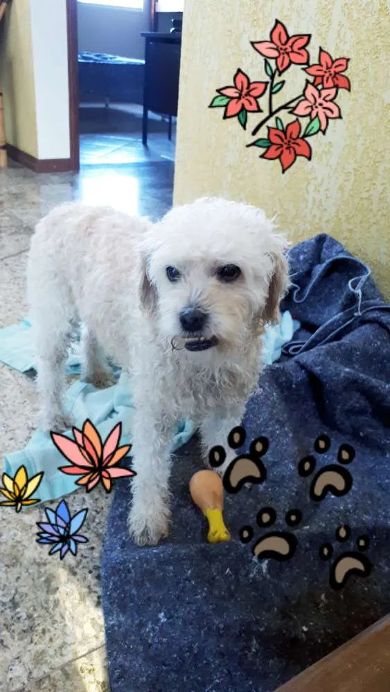 Cachorro ra a Poodlle idade 6 ou mais anos nome SAPEKA
