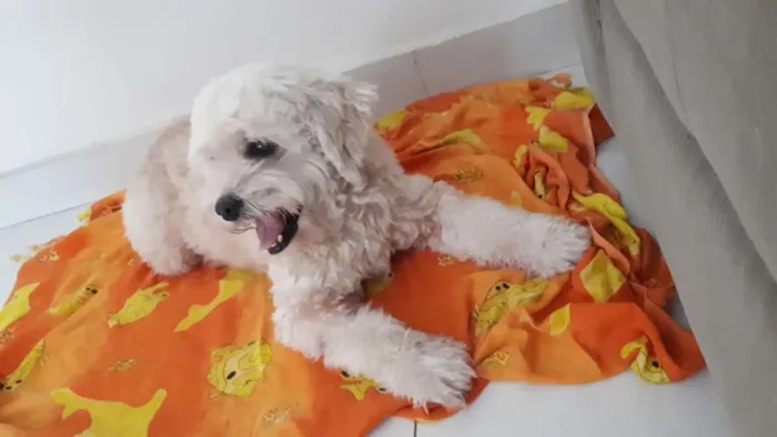 Cachorro ra a Poodlle idade 6 ou mais anos nome SAPEKA