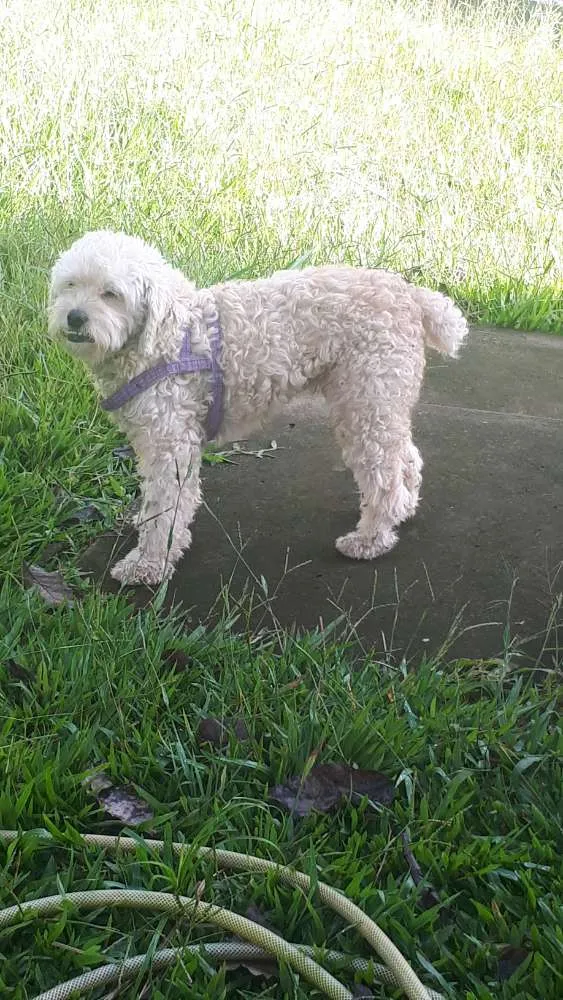 Cachorro ra a Poodlle idade 6 ou mais anos nome SAPEKA
