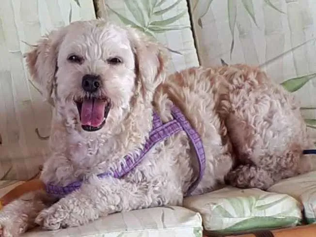 Cachorro ra a Poodlle idade 6 ou mais anos nome SAPEKA