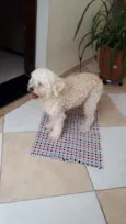 SAPEKA
