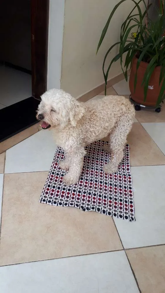 Cachorro ra a Poodlle idade 6 ou mais anos nome SAPEKA