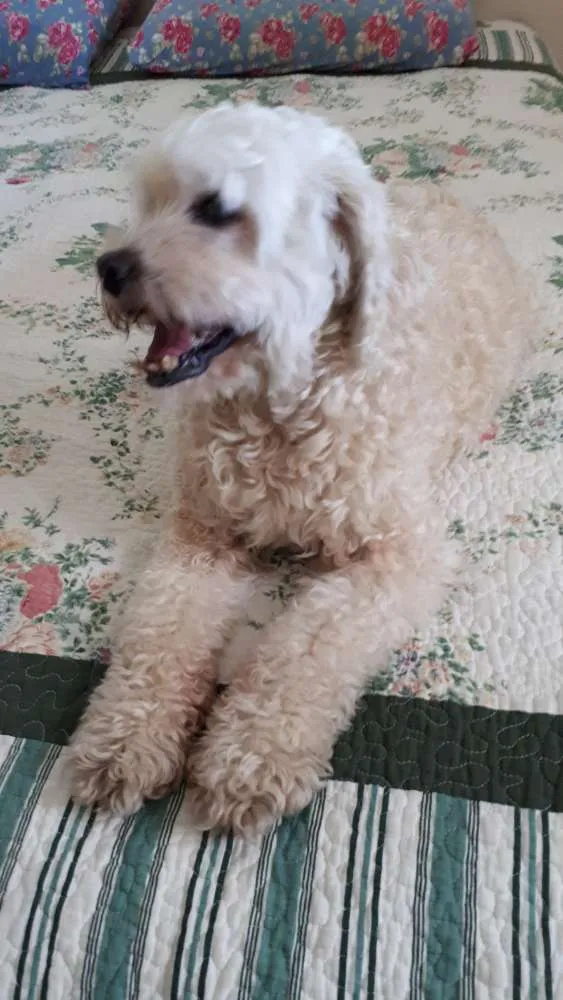 Cachorro ra a Poodlle idade 6 ou mais anos nome SAPEKA