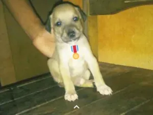 Cachorro raça SDR idade Abaixo de 2 meses nome Toby