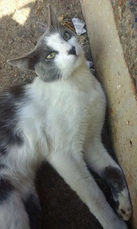 Gato ra a SRD idade 7 a 11 meses nome nigan