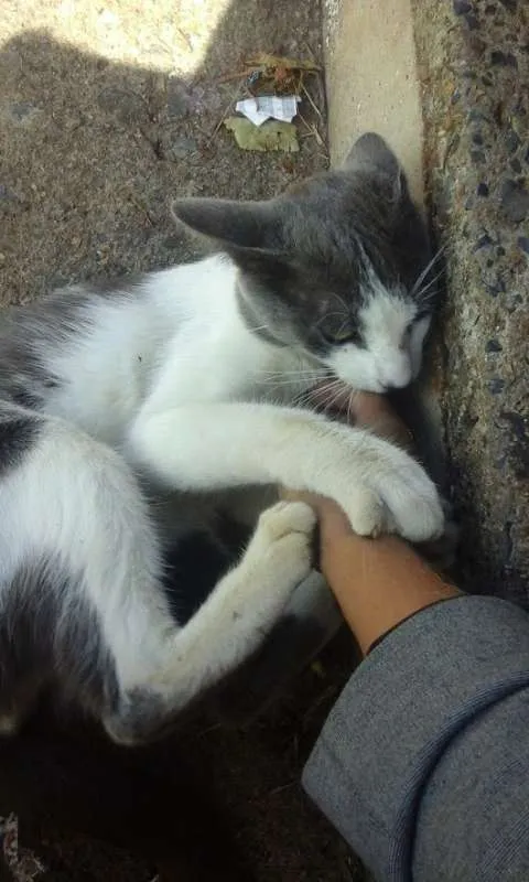 Gato ra a SRD idade 7 a 11 meses nome nigan