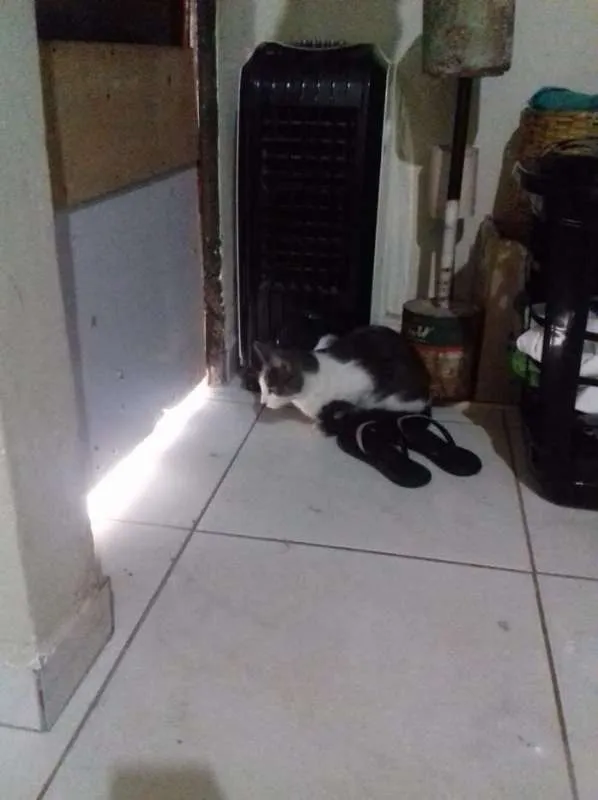 Gato ra a SRD idade 7 a 11 meses nome nigan