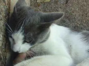 Gato raça SRD idade 7 a 11 meses nome nigan