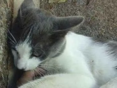 Gato ra a SRD idade 7 a 11 meses nome nigan