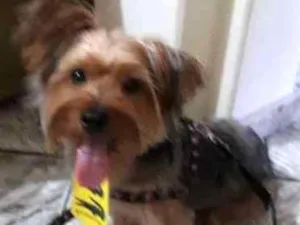 Cachorro raça Yorqueshare  idade 7 a 11 meses nome Niky