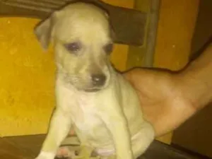 Cachorro raça SDR idade Abaixo de 2 meses nome Amigo