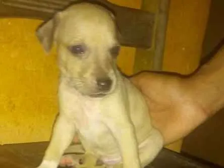 Cachorro ra a SDR idade Abaixo de 2 meses nome Amigo