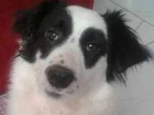 Cachorro raça indefinida idade 5 anos nome Saily