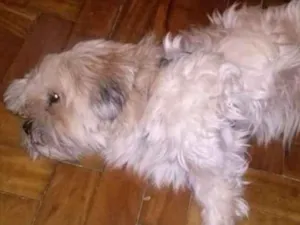 Cachorro raça Shitzu idade 6 ou mais anos nome Quindim