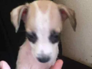 Cachorro raça  idade 2 a 6 meses nome Morrozinho