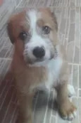 Alvin