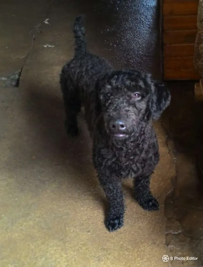 Cachorro ra a Poodle idade 7 a 11 meses nome SNOOPY