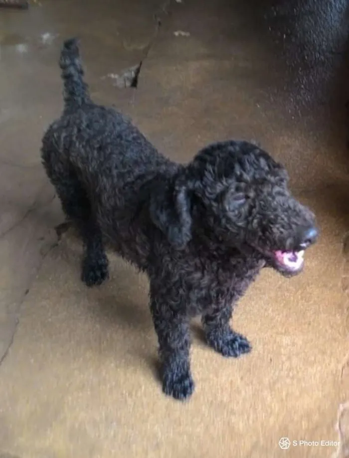 Cachorro ra a Poodle idade 7 a 11 meses nome SNOOPY