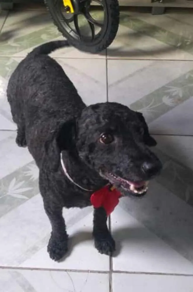 Cachorro ra a Poodle idade 7 a 11 meses nome SNOOPY