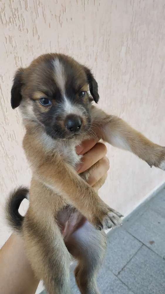 Cachorro ra a SRD idade Abaixo de 2 meses nome Sem nome