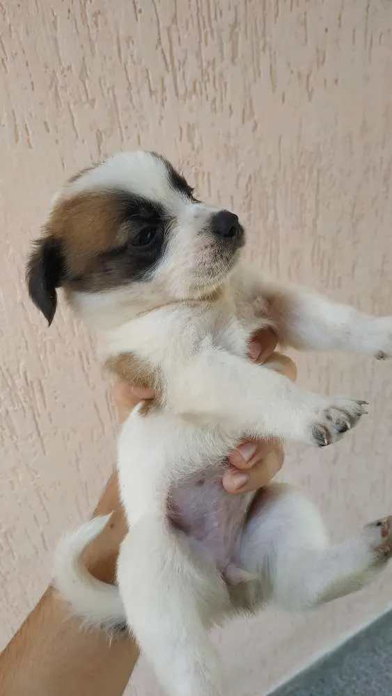 Cachorro ra a SRD idade Abaixo de 2 meses nome Sem nome