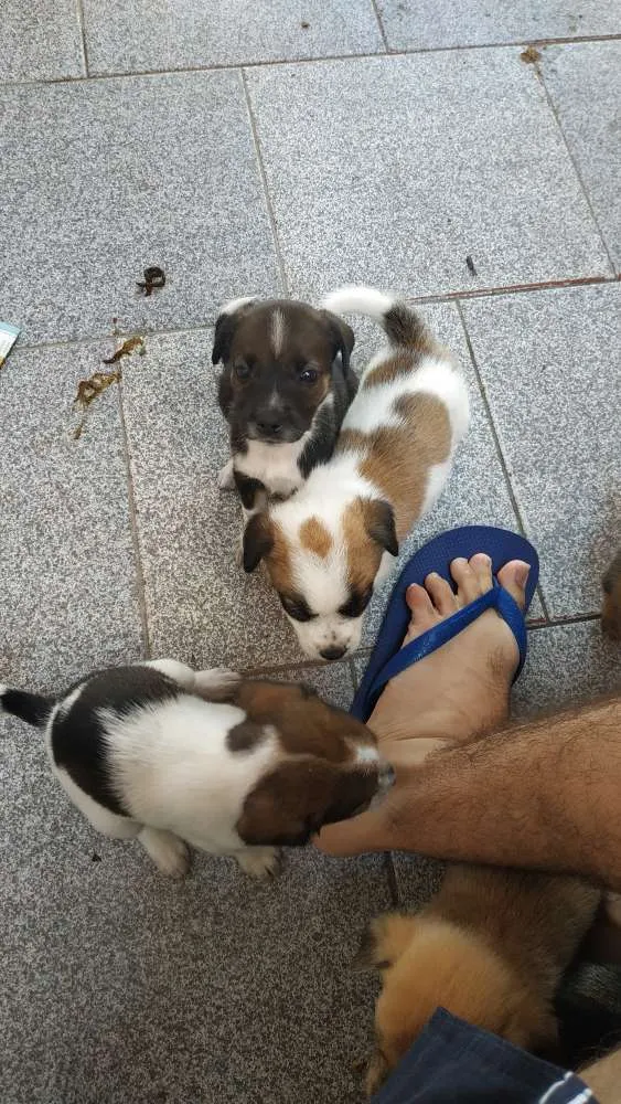 Cachorro ra a SRD idade Abaixo de 2 meses nome Sem nome